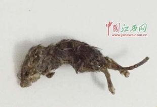 备孕吃老鼠瓜,老鼠瓜助力健康生育，揭秘其神奇功效