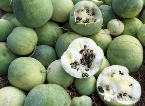 普洱头条吃瓜,揭秘吃瓜群众的狂欢盛宴