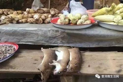 普洱头条吃瓜,揭秘吃瓜群众的狂欢盛宴