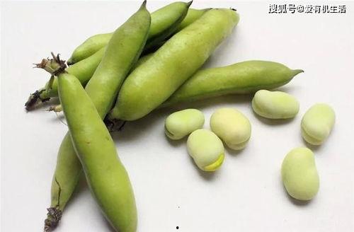 臭屁弹吃瓜,揭秘网络热梗背后的趣味与争议