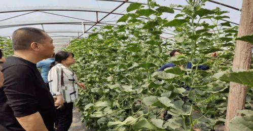 烟台画院吃瓜事件,一场艺术界的争议风暴