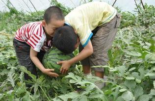 烟台画院吃瓜事件,一场艺术界的争议风暴