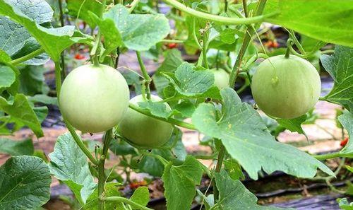 陕西业务中心吃瓜,揭秘吃瓜背后的职场风云