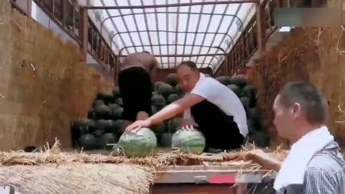 大学舍友现场吃瓜,揭秘舍友们的“吃瓜”日常