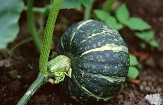 66吃瓜深圳,揭秘深圳的美食与娱乐盛宴