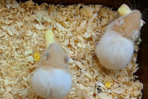 仓鼠可以吃白玉瓜吗,白玉瓜的适宜性解析