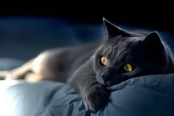 黑猫吃瓜小程序,揭秘热门话题背后的趣味与真相