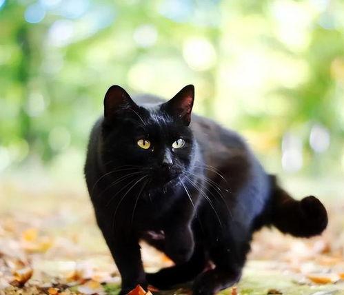 黑猫吃瓜小程序,揭秘热门话题背后的趣味与真相