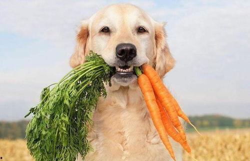 狗子爬树吃瓜图片,萌态可掬瞬间走红网络