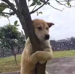 狗子爬树吃瓜图片,萌态可掬瞬间走红网络