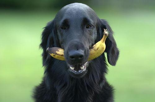 狗子爬树吃瓜图片,萌态可掬瞬间走红网络