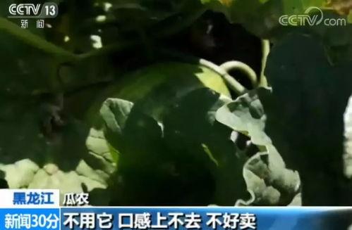 吃瓜都市,揭秘娱乐圈背后的秘密与真相