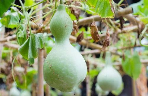 吃葫芦瓜会胀气,揭秘食用后的消化现象