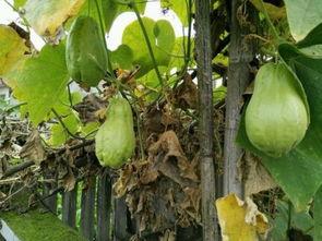 竖耳朵吃瓜,揭秘娱乐圈幕后故事