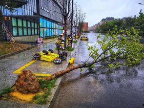 兰博吃瓜大树视角,揭秘大树背后的惊人真相