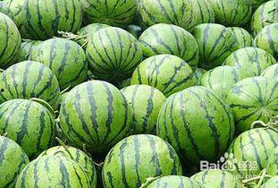 吃瓜多上火么,揭秘夏日饮食养生之道