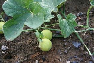 怎么吃马泡瓜,解锁美味新体验