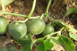 怎么吃马泡瓜,解锁美味新体验