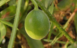 怎么吃马泡瓜,解锁美味新体验