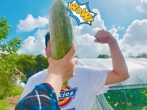 网红吃瓜正能量,传递美好，收获感动