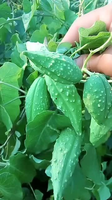 子栖在线吃瓜,揭秘娱乐圈幕后故事