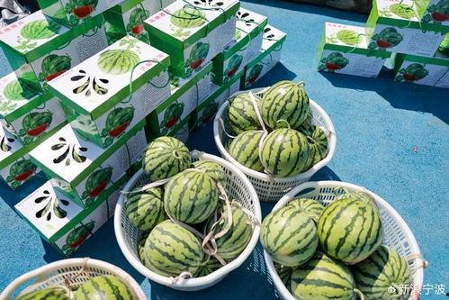 子栖在线吃瓜,揭秘娱乐圈幕后故事