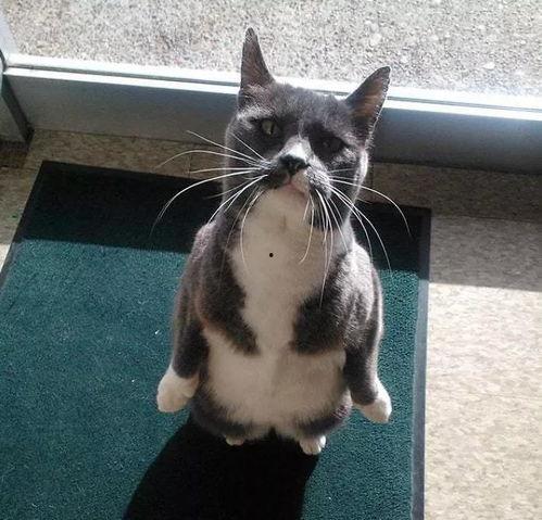 吃瓜猫小号,网络红人的幕后故事