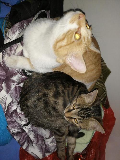 吃瓜猫小号,网络红人的幕后故事