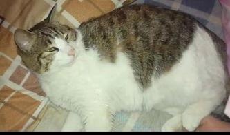 吃瓜猫小号,网络红人的幕后故事