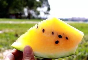 起床吃的瓜,开启美好一天