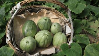 起床吃的瓜,开启美好一天