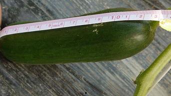 吃最新鲜的瓜,尽享最新鲜的瓜果美味