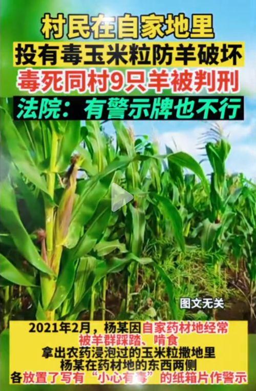 五一今日吃瓜网,盘点热门事件与趣味瞬间