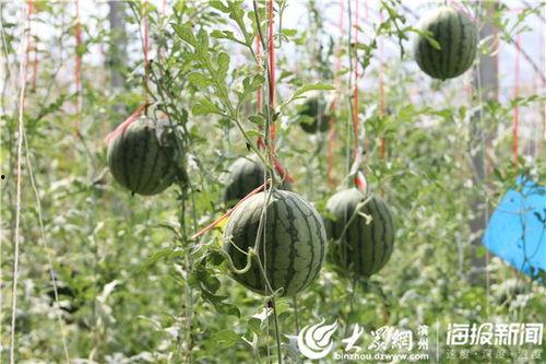 五一今日吃瓜网,盘点热门事件与趣味瞬间