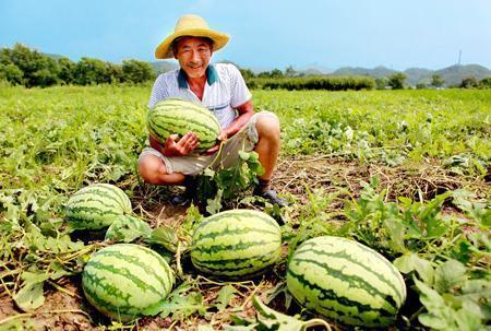 临海蓝天路吃瓜,一场吃瓜盛宴背后的故事