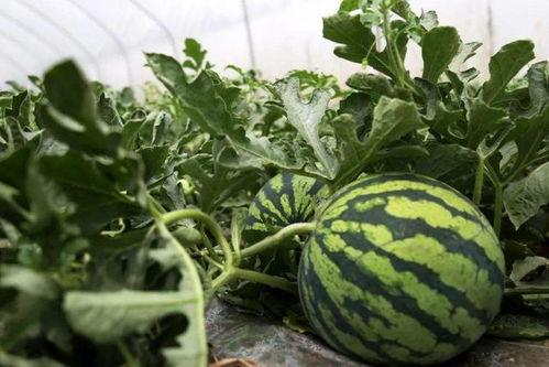 临海蓝天路吃瓜,一场吃瓜盛宴背后的故事