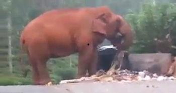 吃瓜乱象事件图片,网络舆论场中的真相与偏见