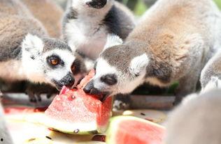 动物世界2吃瓜,吃瓜群众眼中的丛林法则