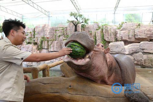 动物世界2吃瓜,吃瓜群众眼中的丛林法则