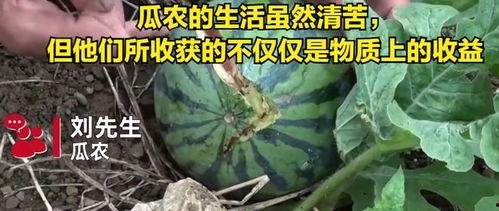 麻袋瓜怎么吃,解锁美味新体验