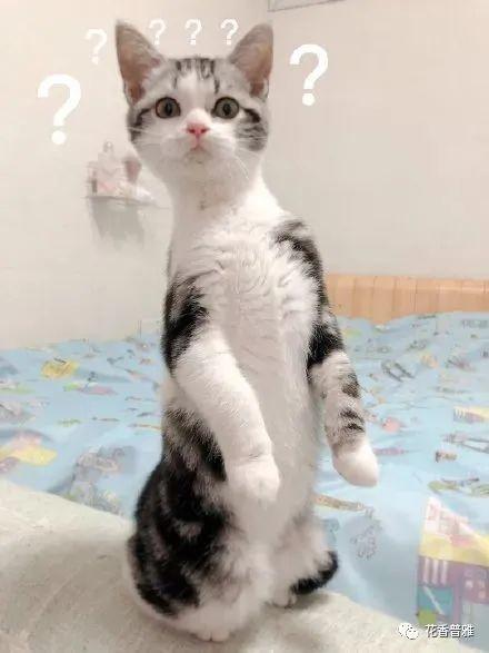 猫咪打架猫咪吃瓜