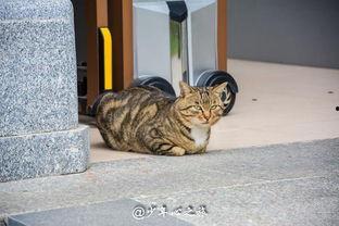 猫咪打架猫咪吃瓜