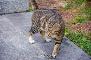 猫咪打架猫咪吃瓜