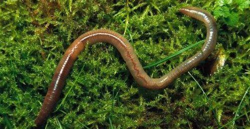 蚯蚓吃烂瓜吗,探究它们对烂瓜的喜爱与消化