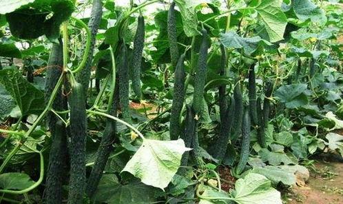 立夏吃瓜的好处,吃瓜养生，四大好处助你健康度夏