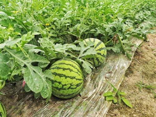 吃瓜网免费吃瓜51,畅享无限娱乐盛宴！