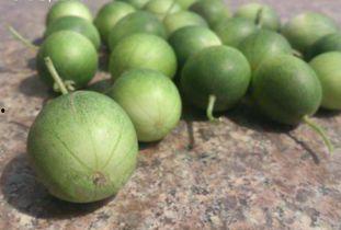 吃羊角瓜长口疮,揭秘长口疮的饮食真相