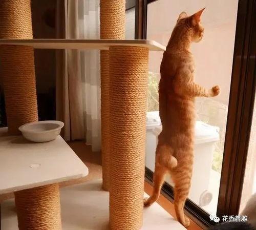 猫咪窗外吃瓜,揭秘宠物界的趣味瞬间