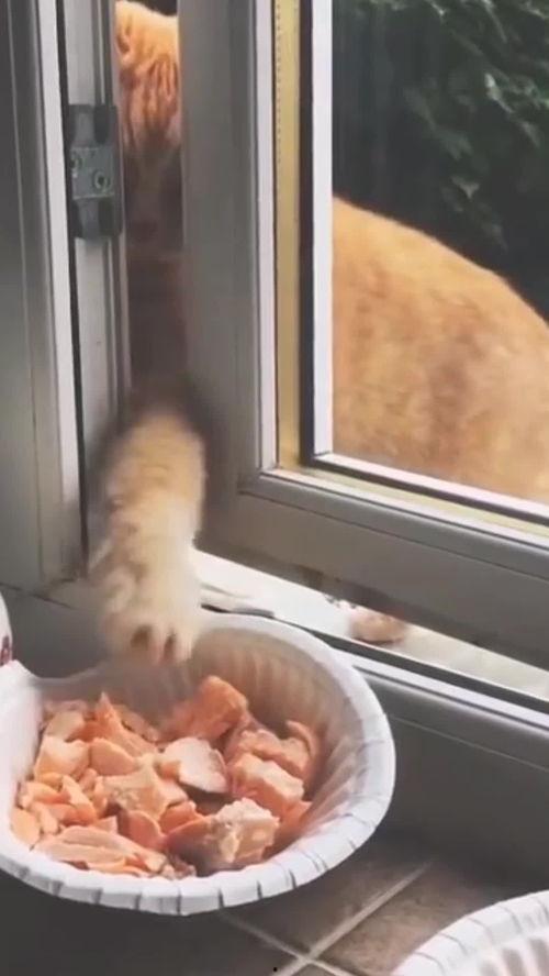 猫咪窗外吃瓜,揭秘宠物界的趣味瞬间