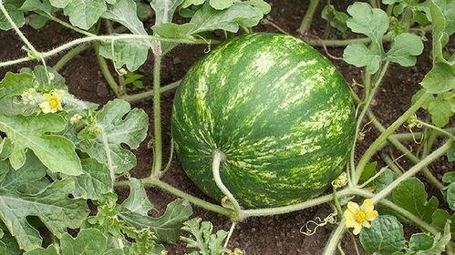 吃瓜吃了长胖吗